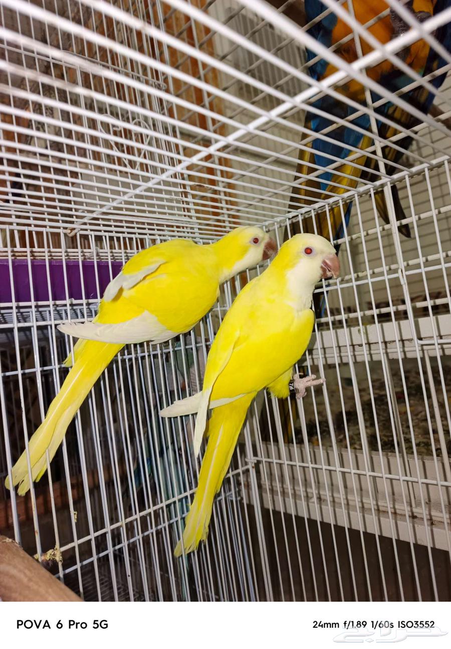 زوج كويكر لاتينو عيون احمر منتج64394951404931114