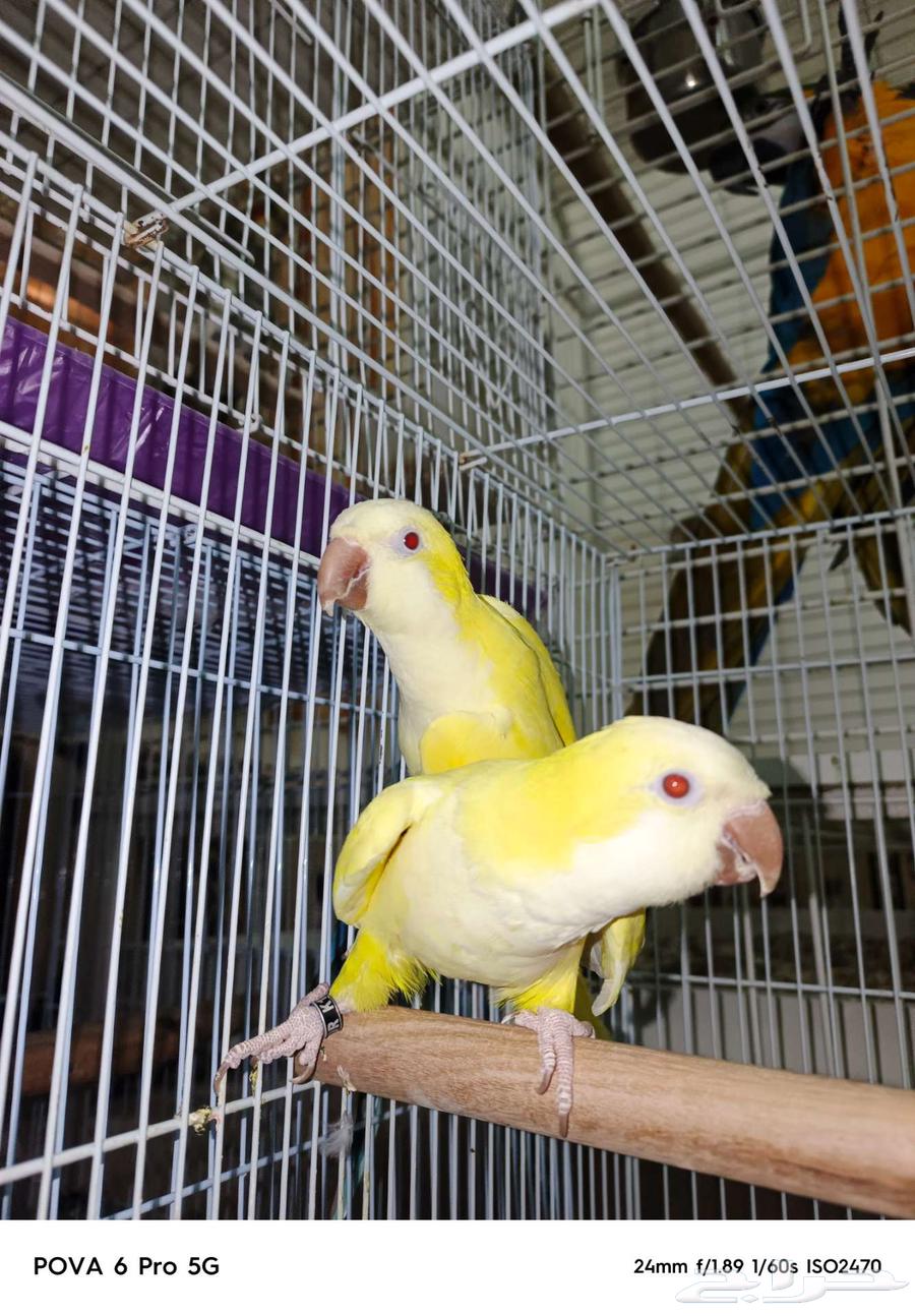 زوج كويكر لاتينو عيون احمر منتج64394951404931112