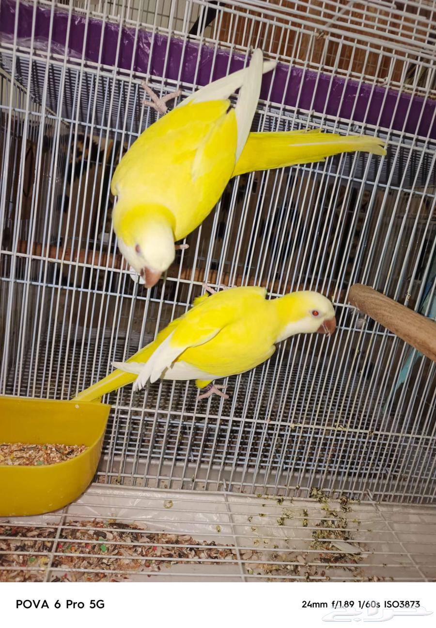 زوج كويكر لاتينو عيون احمر منتج64394951404931111