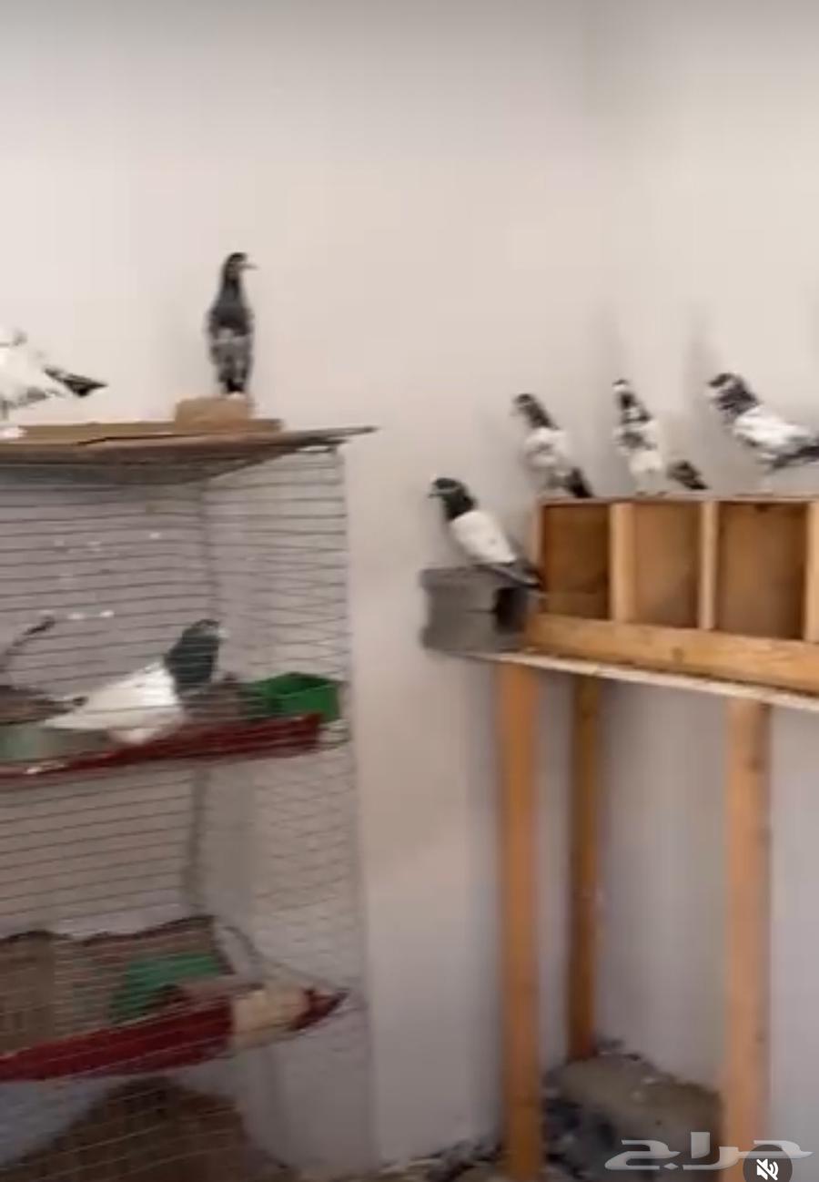 للبيع مجموعه باكستانيات بيور64400507634691110