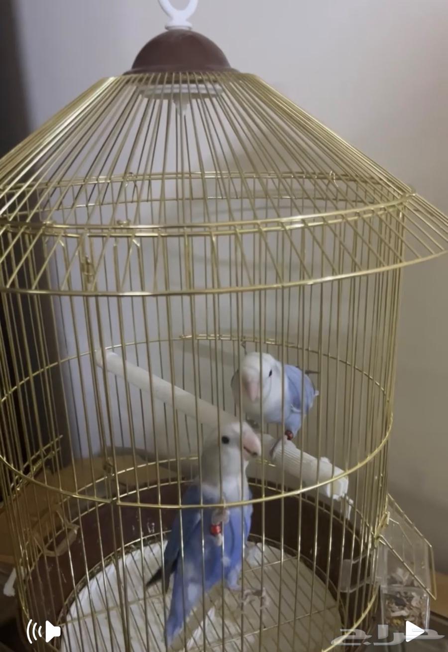 Bird of the Day64398883930627110