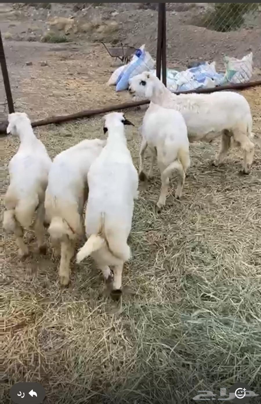 خرفان 4 شهور و5 شهور64400674935169111