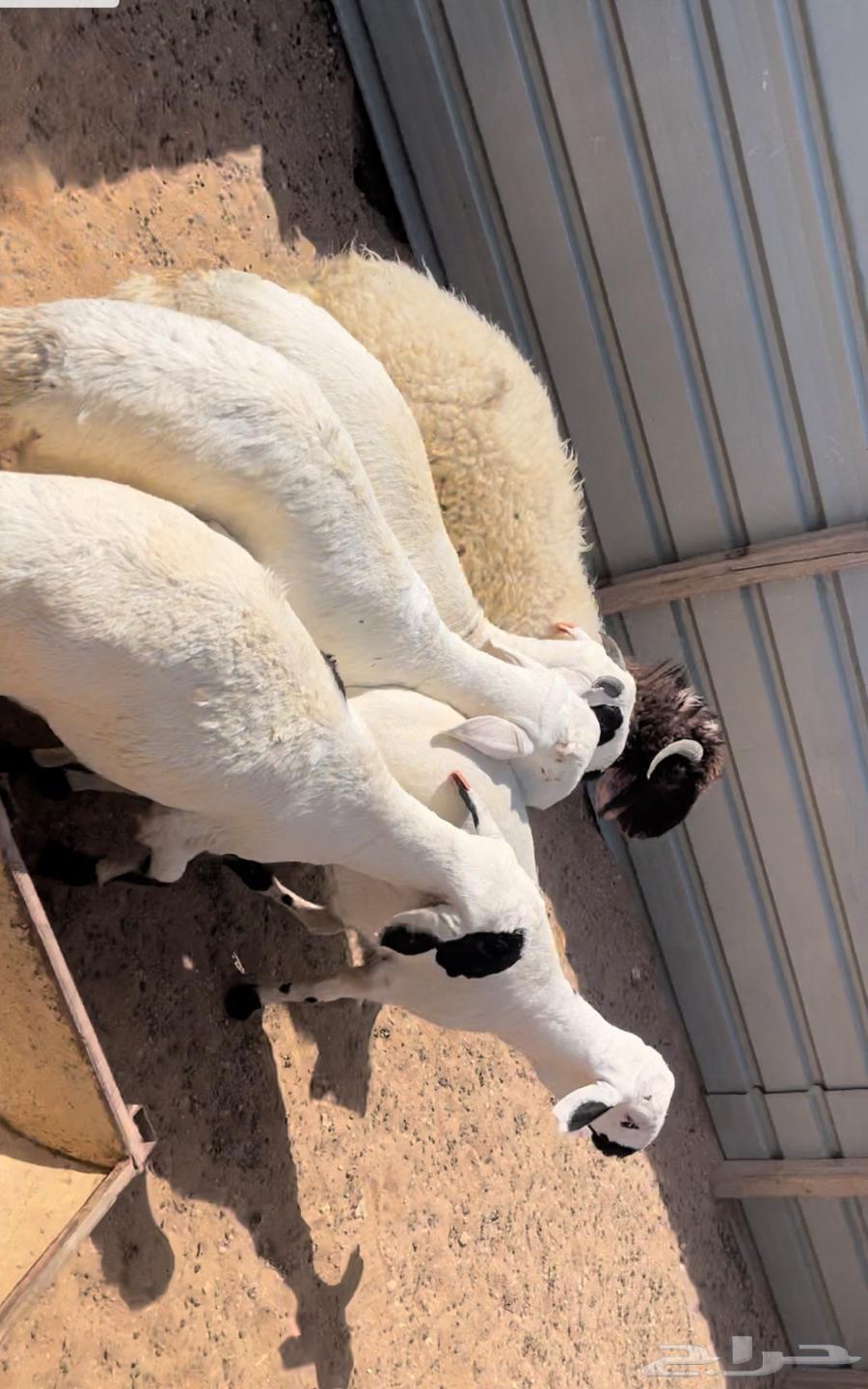 ذبايح سواكن ونعيم64396337426946110