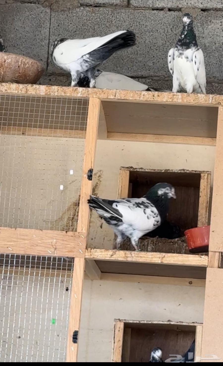 للبيع مجموعه باكستانيات بيور64400507634691113