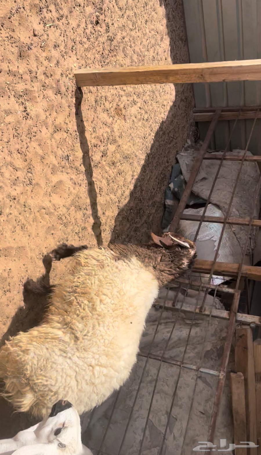 ذبايح سواكن ونعيم64396337426946111