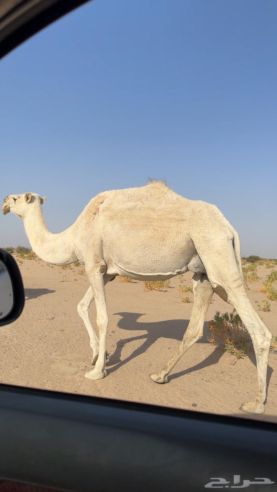 ناقه للبيع مبيوع ولدها قبل شهر .64395268989058112