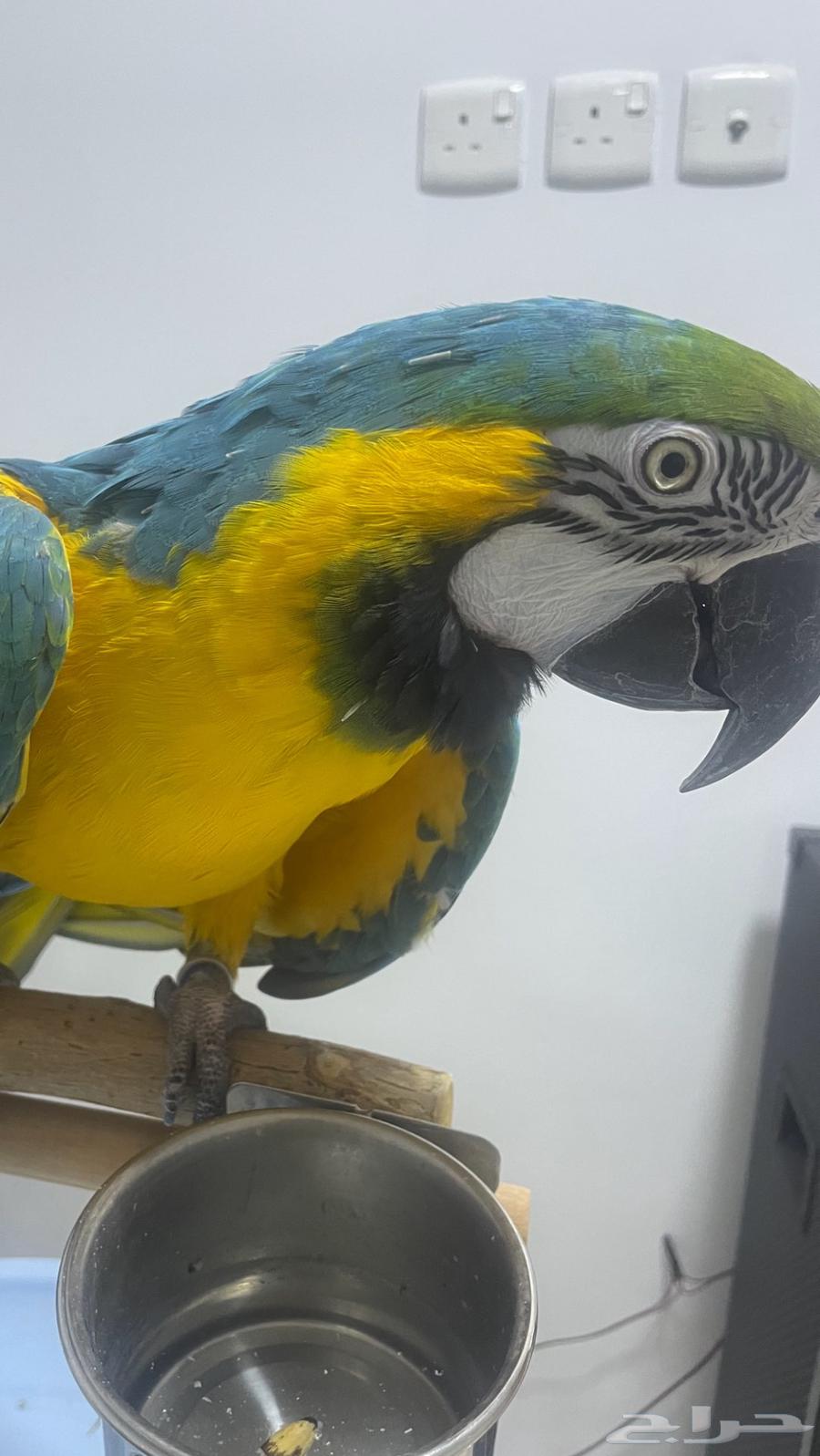 مكاو بغبغاء طير64398061301251110