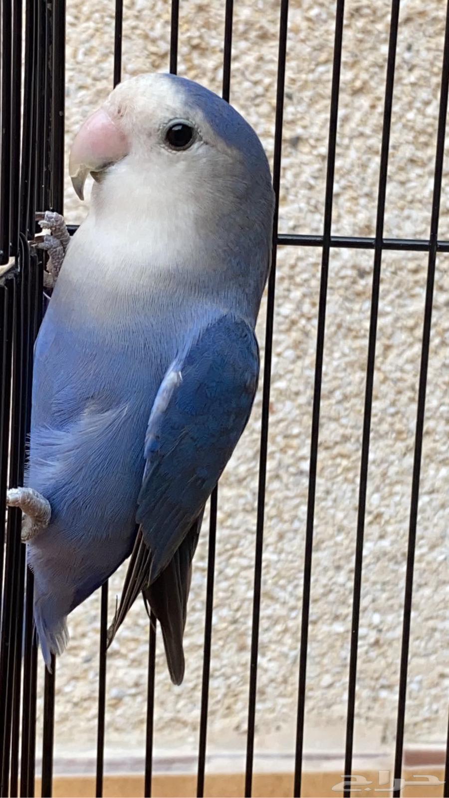 Bird of the day64398520684419111