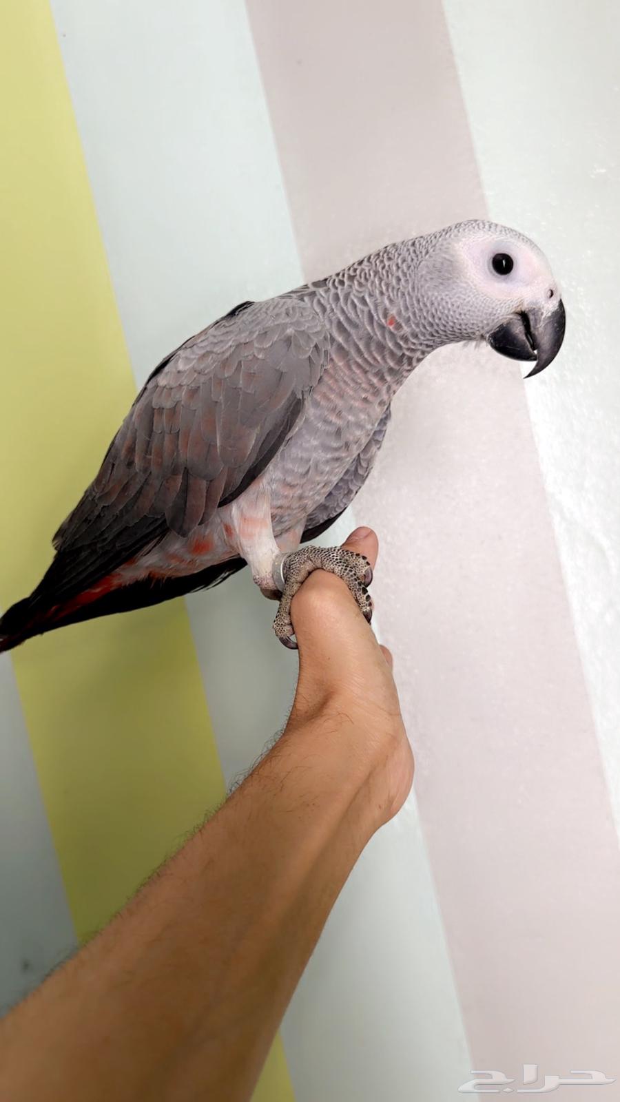 فرخ كاسكو مرشوش احمر هدد تم البيع64399119852546111