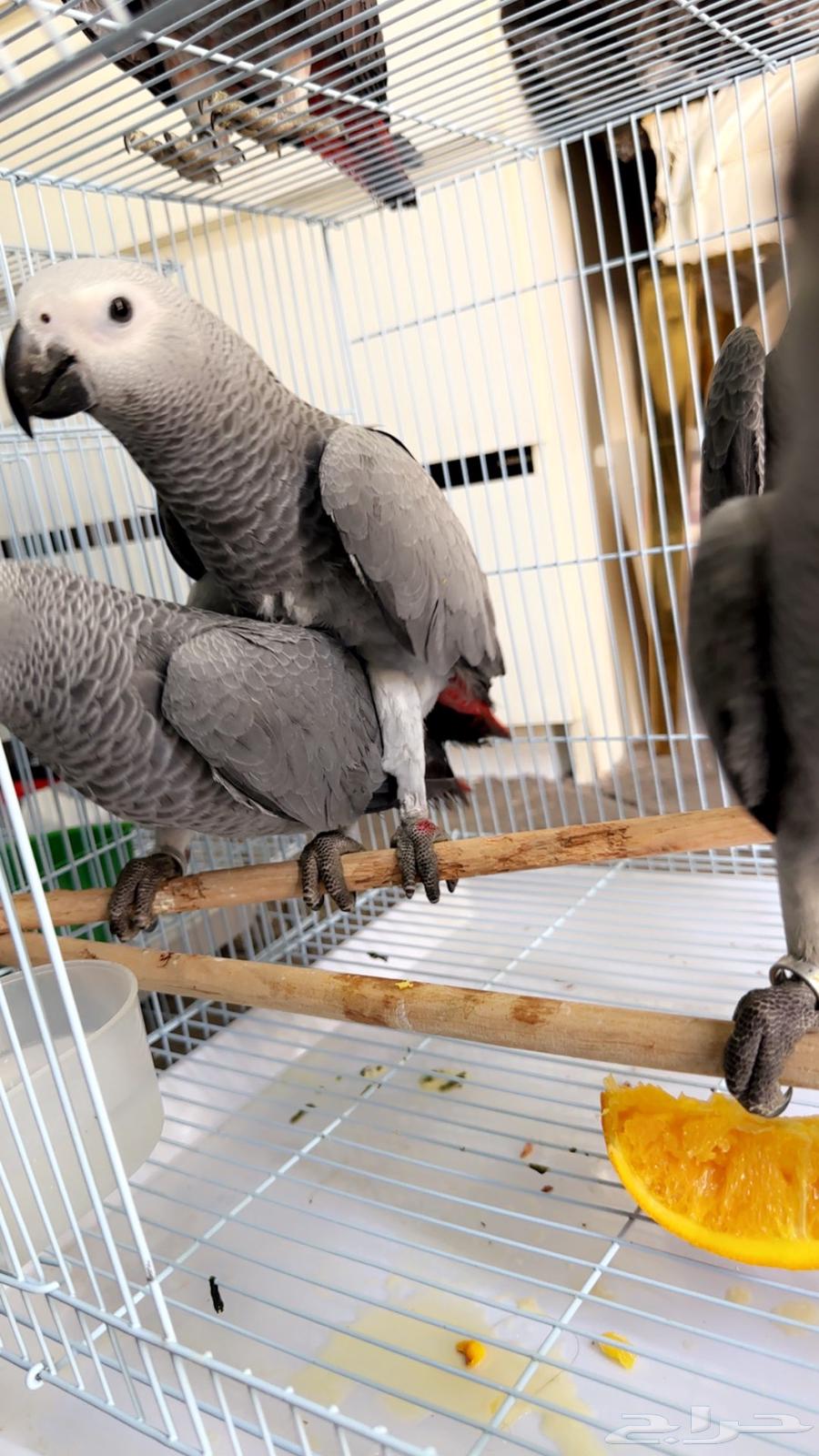 فرخ كاسكو مرشوش احمر هدد تم البيع64399119852546112