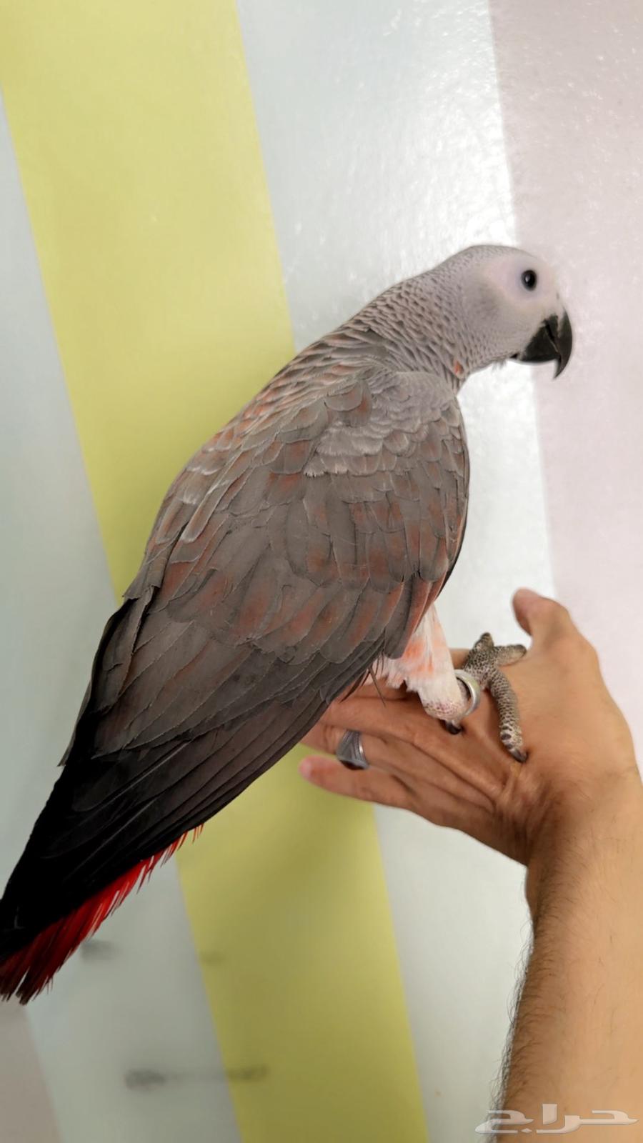 فرخ كاسكو مرشوش احمر هدد تم البيع64399119852546110