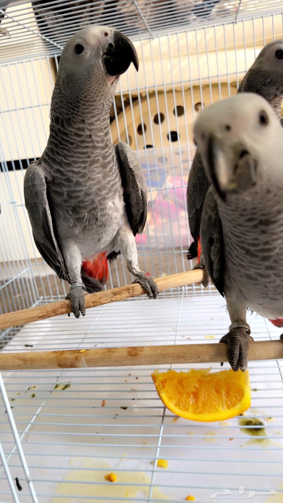 فرخ كاسكو مرشوش احمر هدد تم البيع64399119852546113