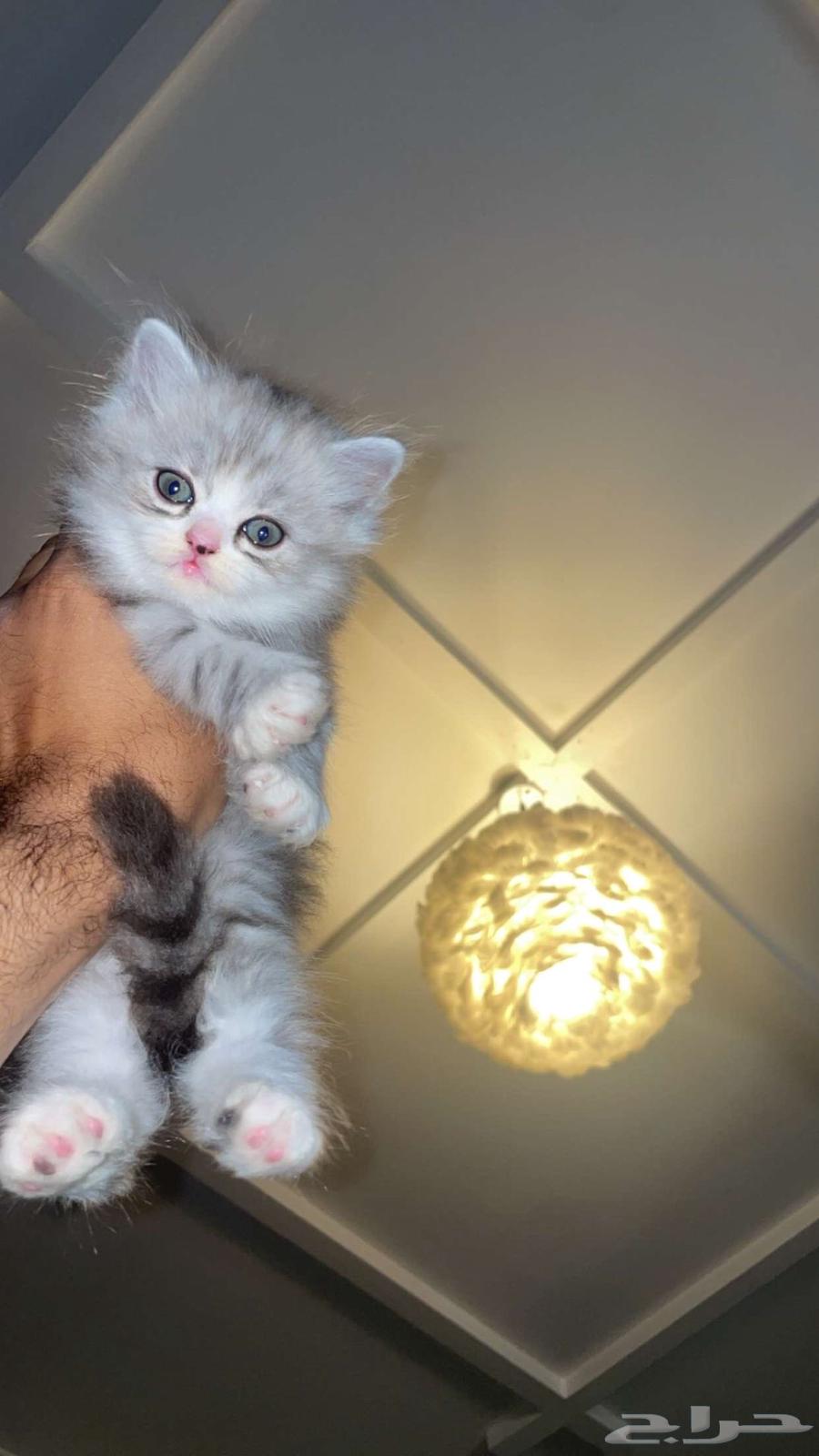 قطط شيرازي للبيع بالدمام64399396595713114