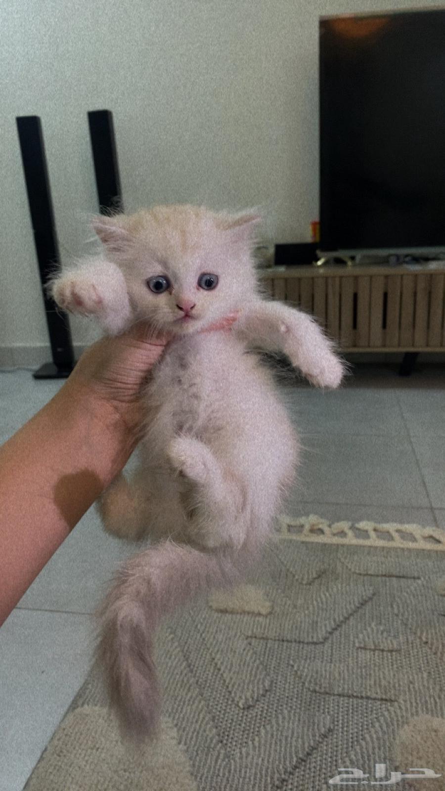 قطط شيرازي للبيع بالدمام64399396595713112