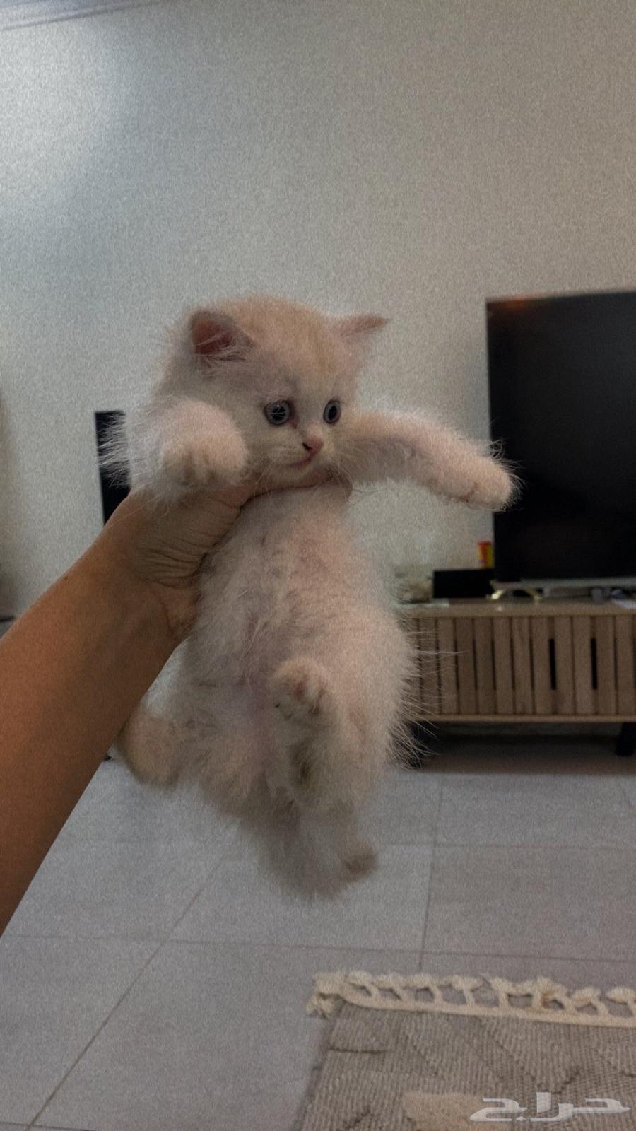 قطط شيرازي للبيع بالدمام64399396595713113