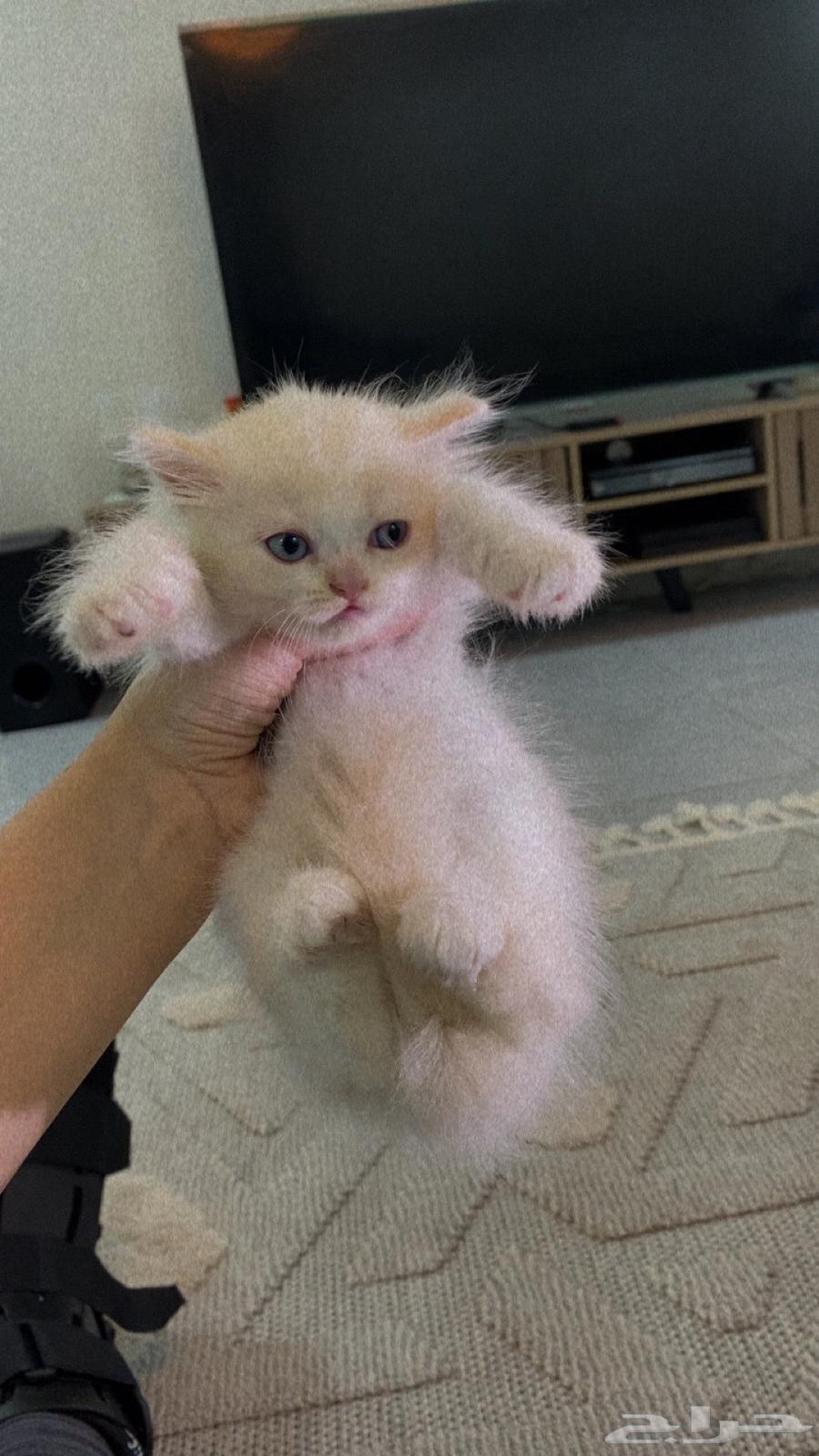 قطط شيرازي للبيع بالدمام64399396595713110