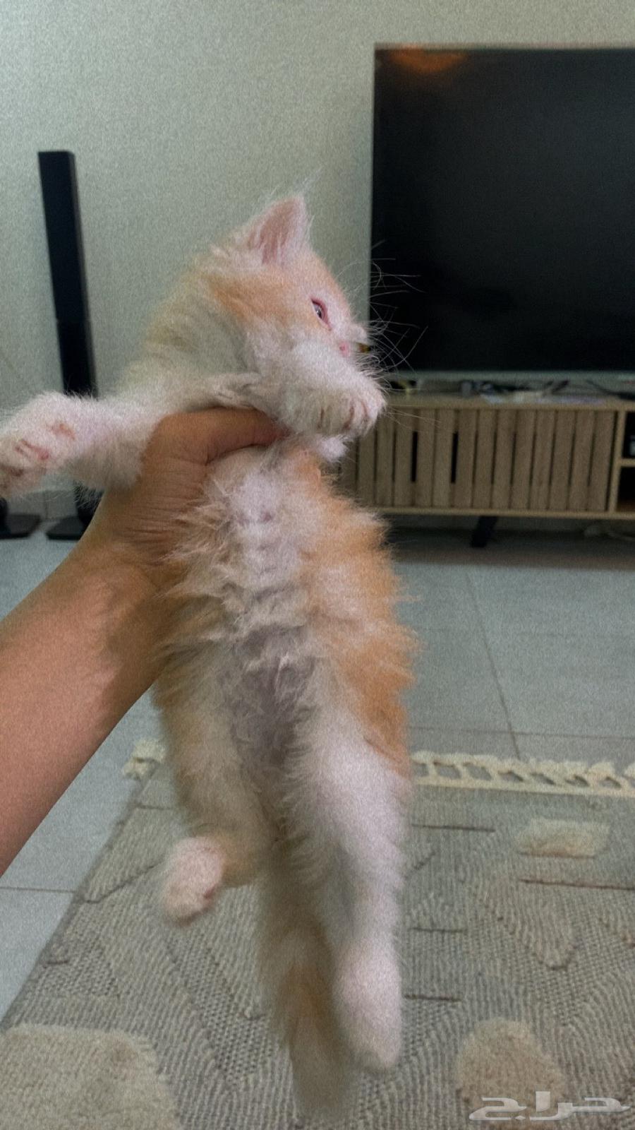 قطط شيرازي للبيع بالدمام64399396595713111