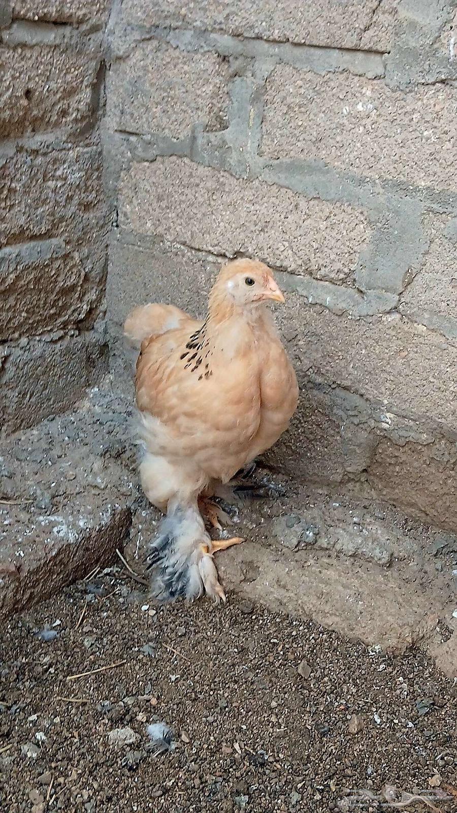 فروخ براهما كونك وبوف64394025441538114