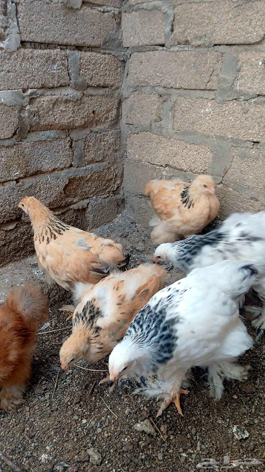 فروخ براهما كونك وبوف64394025441538111