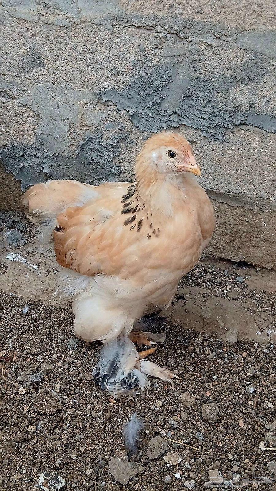 فروخ براهما كونك وبوف64394025441538113