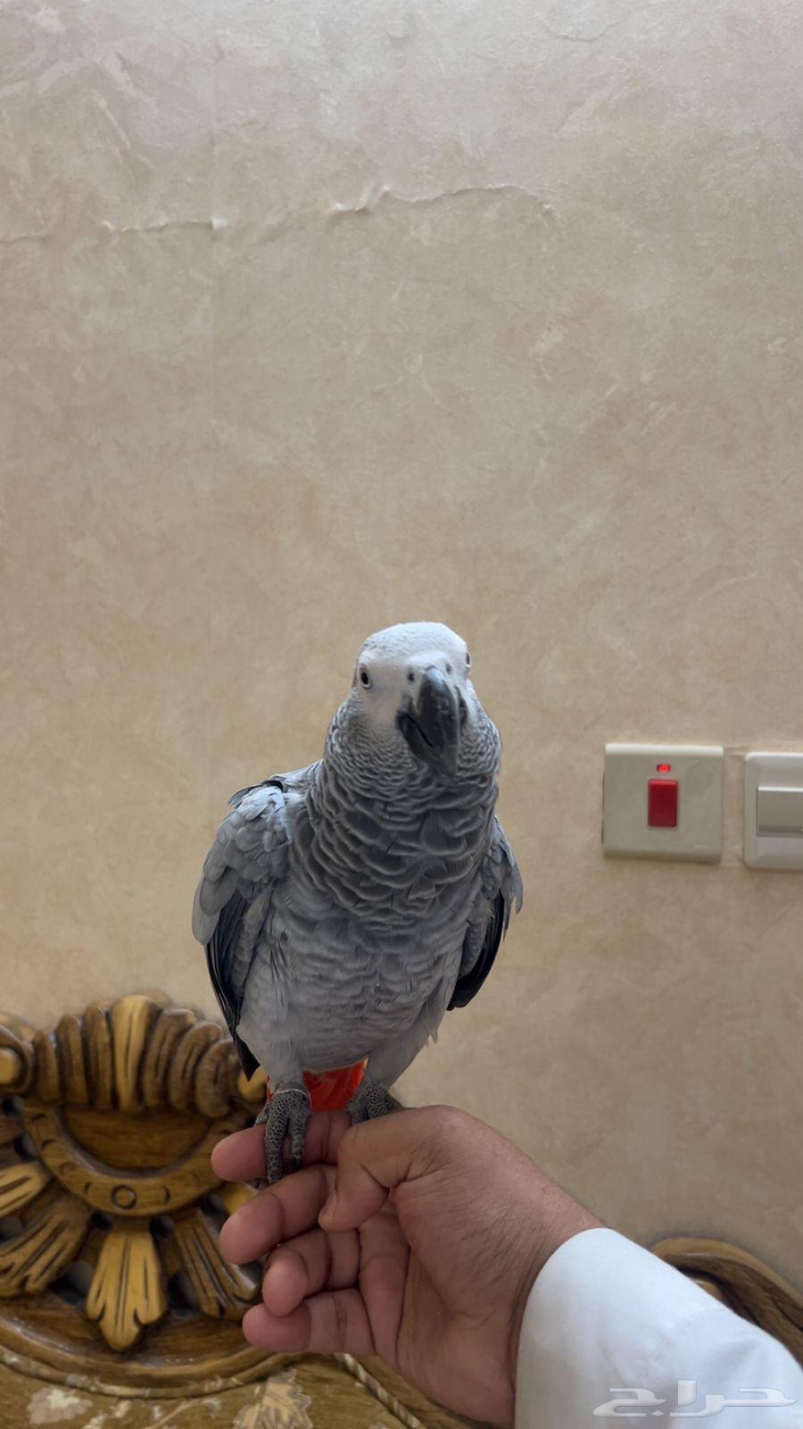 كاسكو أليف و متكلم بعمر سنة64394455186690113