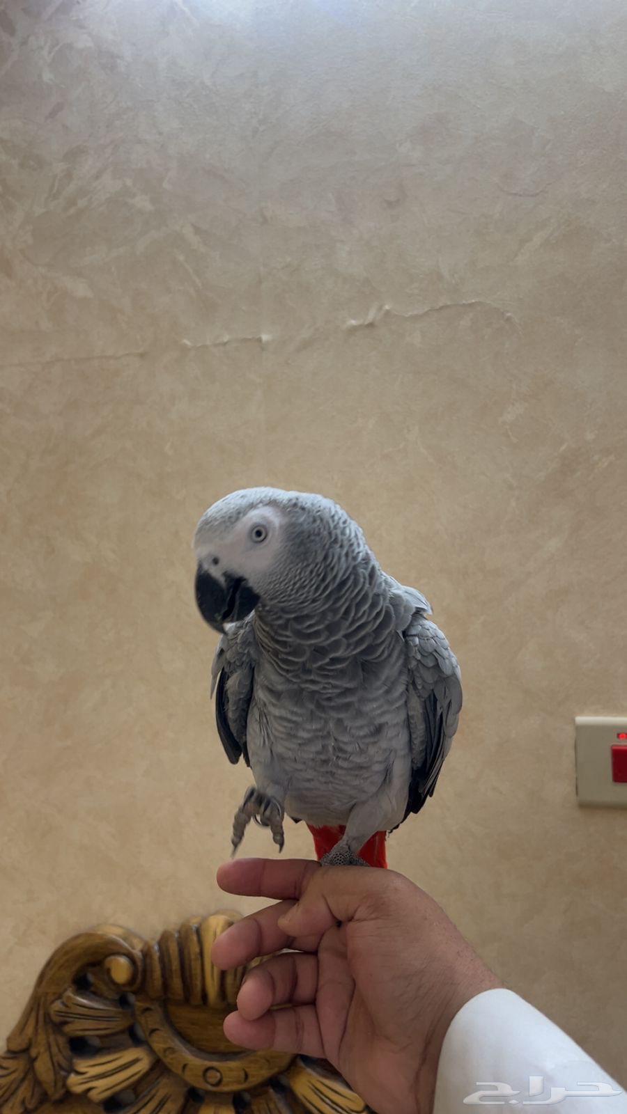 كاسكو أليف و متكلم بعمر سنة64394455186690114