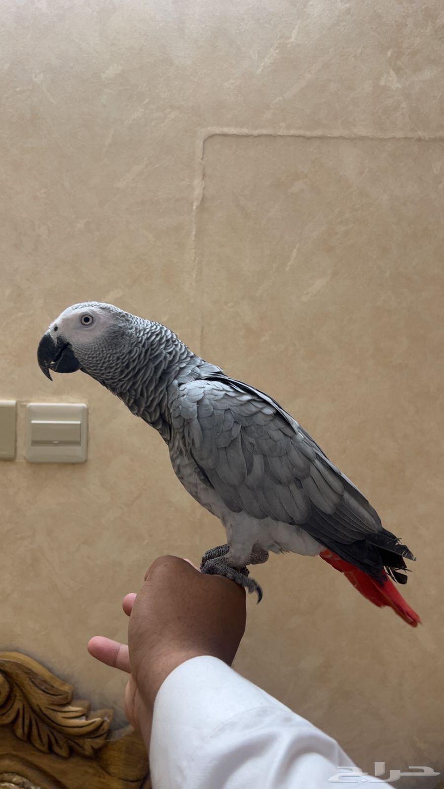 كاسكو أليف و متكلم بعمر سنة64394455186690111