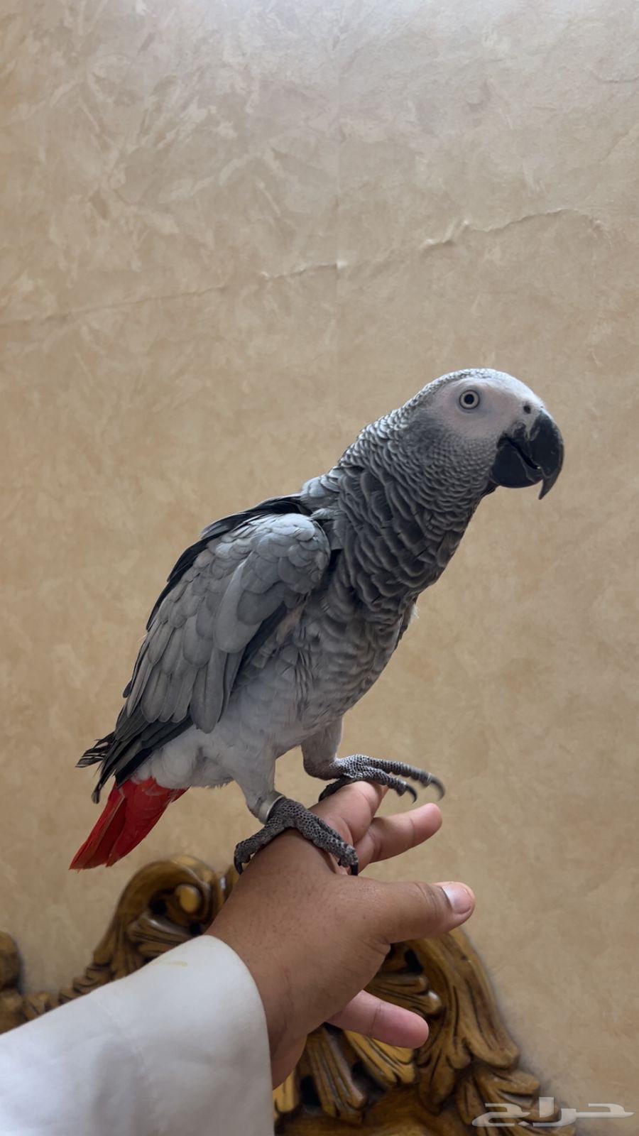 كاسكو أليف و متكلم بعمر سنة64394455186690112