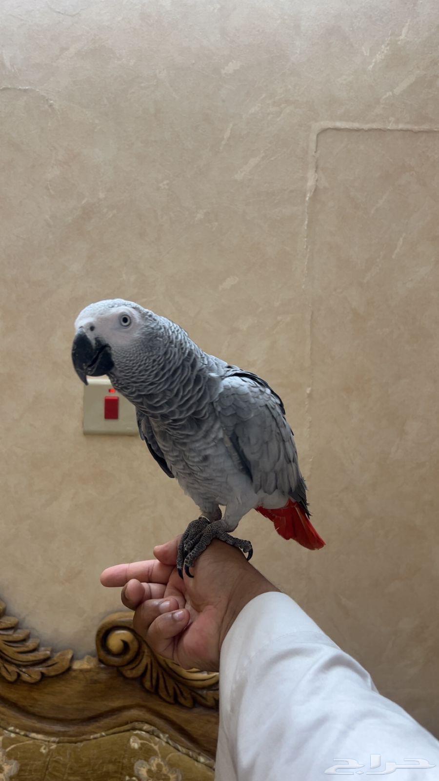 كاسكو أليف و متكلم بعمر سنة64394455186690110