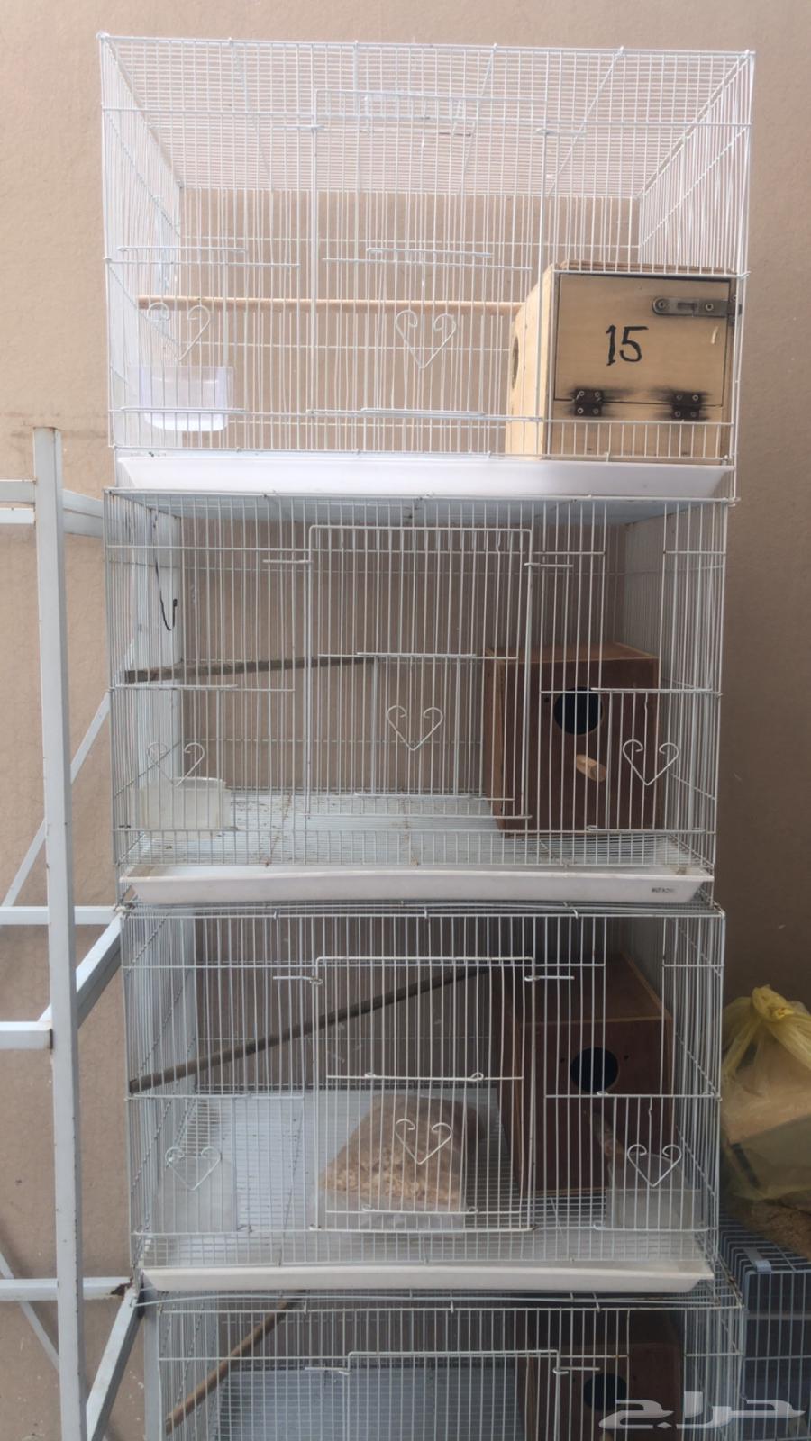 للبيع أقفاص 60164380259765889110