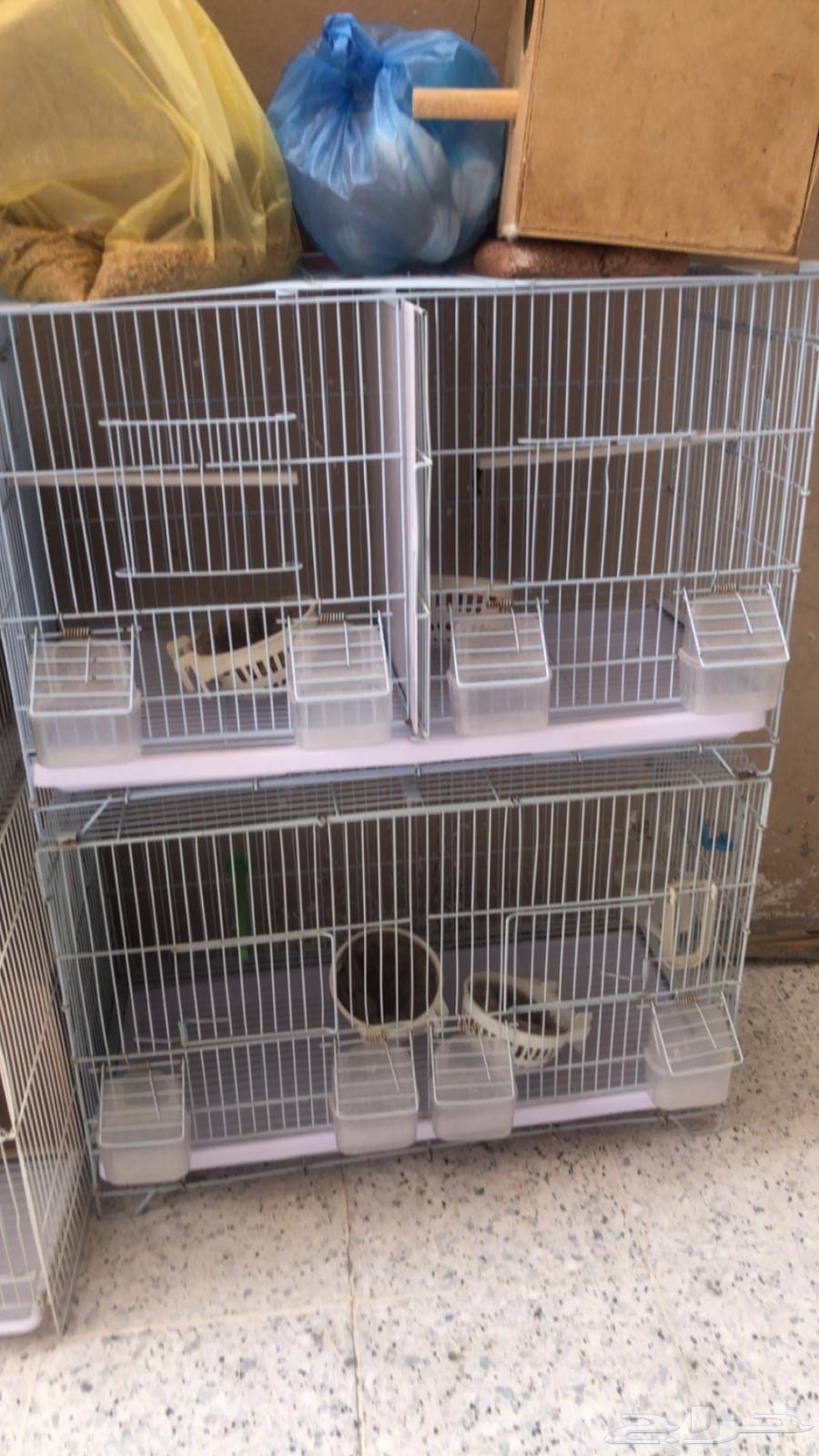 للبيع اقفاص 60164395088580353111