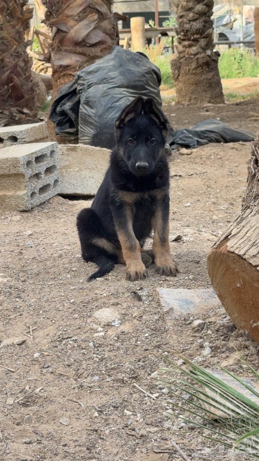 كلاب جيرمن للبيع64395531788802110