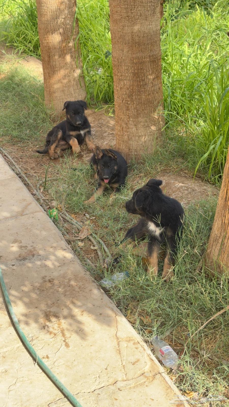 كلاب جيرمن للبيع64395531788802113