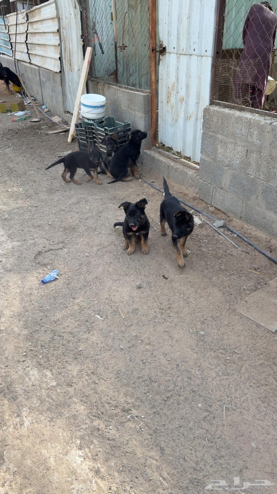 كلاب جيرمن للبيع64395531788802112