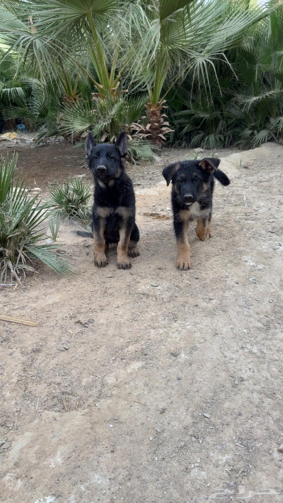 كلاب جيرمن للبيع64395531788802111