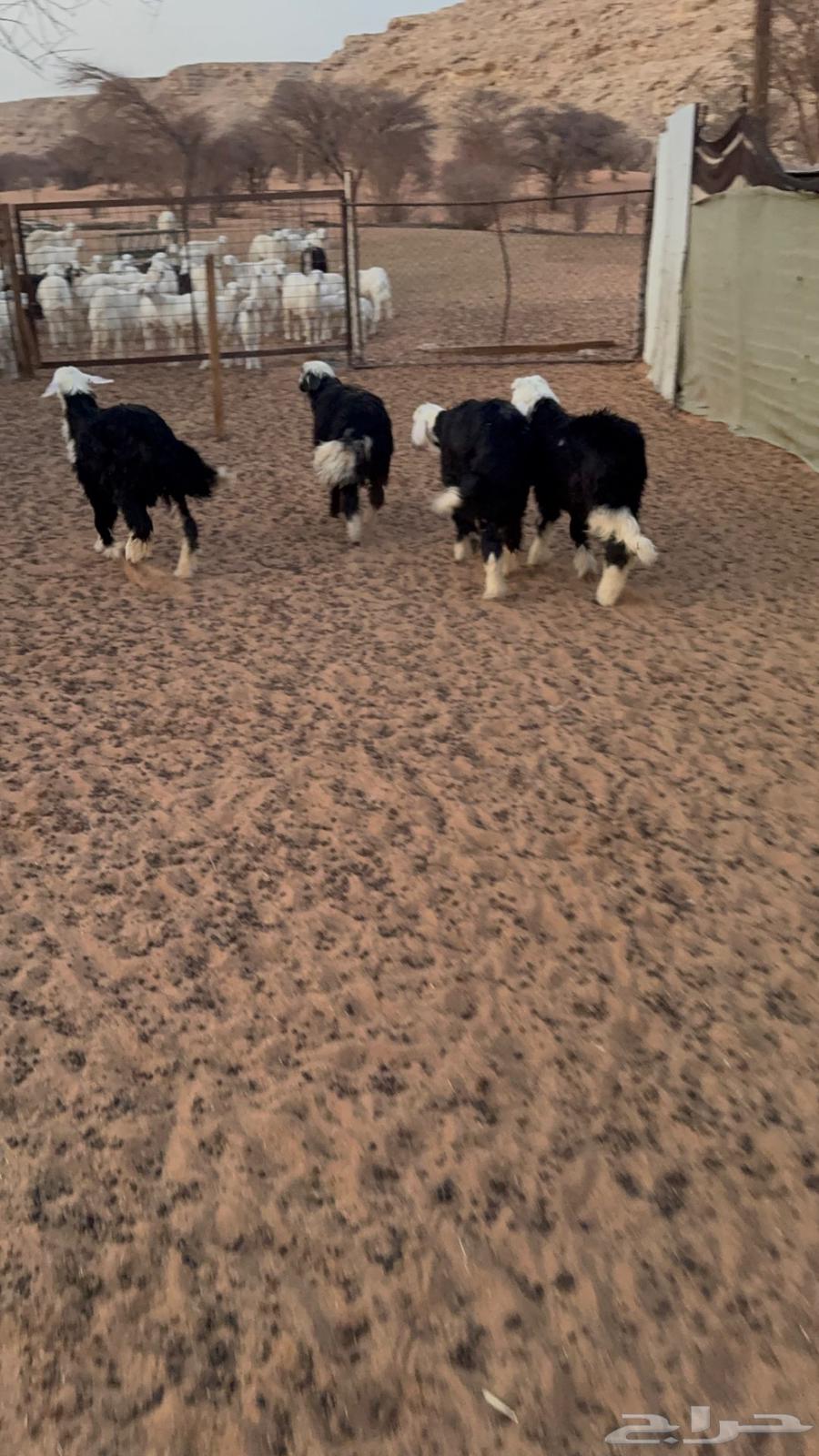 طليان نجد64395741633922110