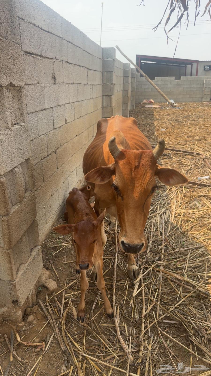 بقر مناتيج64396212878338110