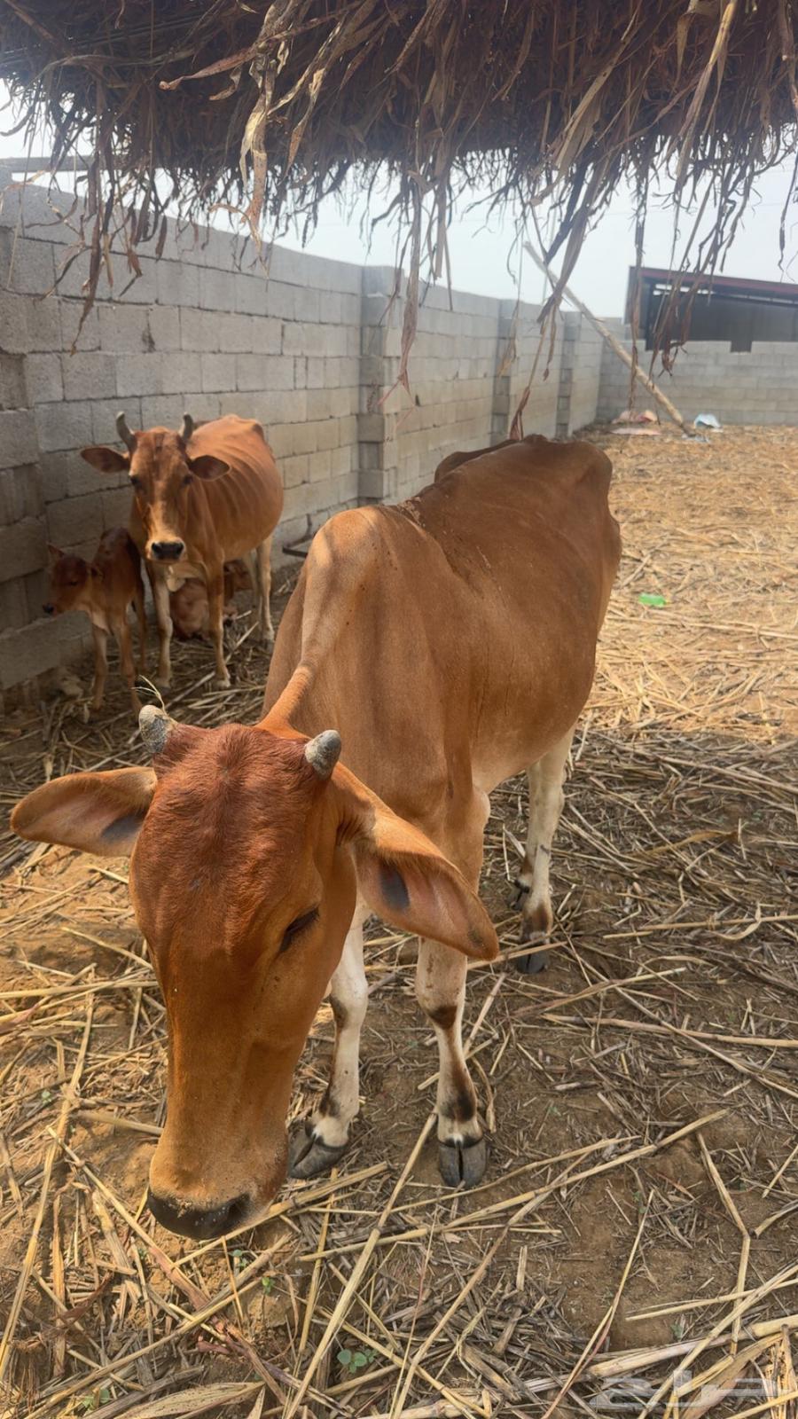 بقر مناتيج64396212878338113