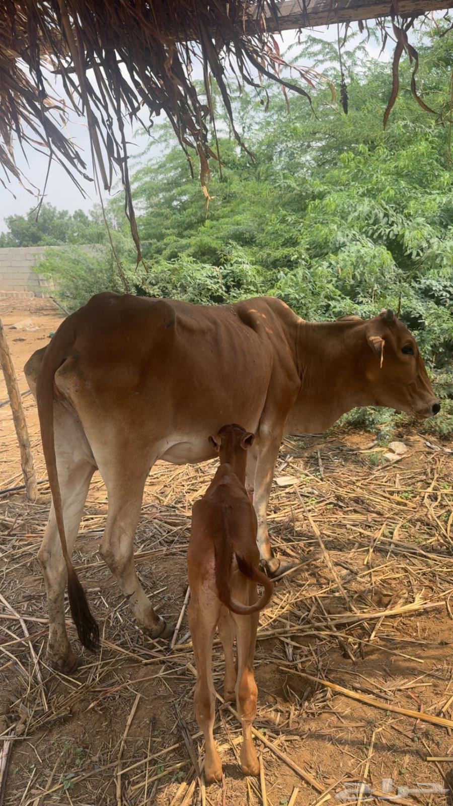 بقر مناتيج64396212878338112