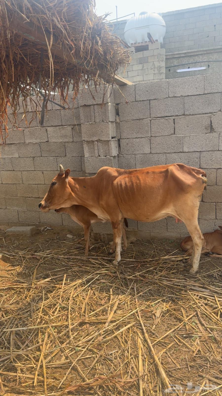 بقر مناتيج64396212878338111