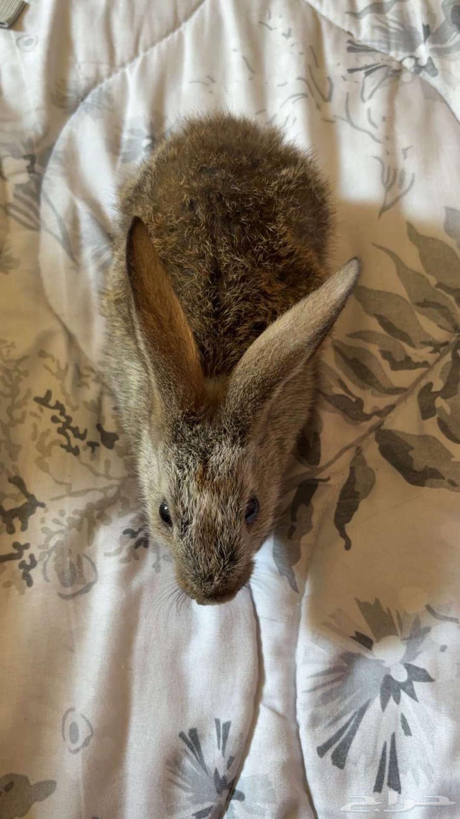 للبيع ارانب العدد 2 مع قفصهم64397061316610111