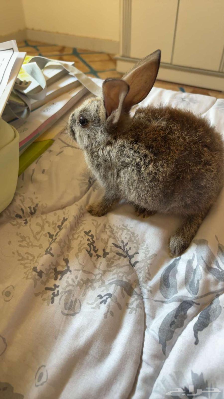 للبيع ارانب العدد 2 مع قفصهم64397061316610113