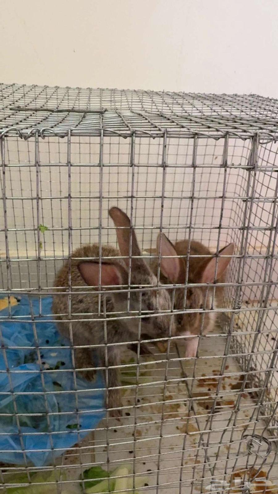 للبيع ارانب العدد 2 مع قفصهم64397061316610112
