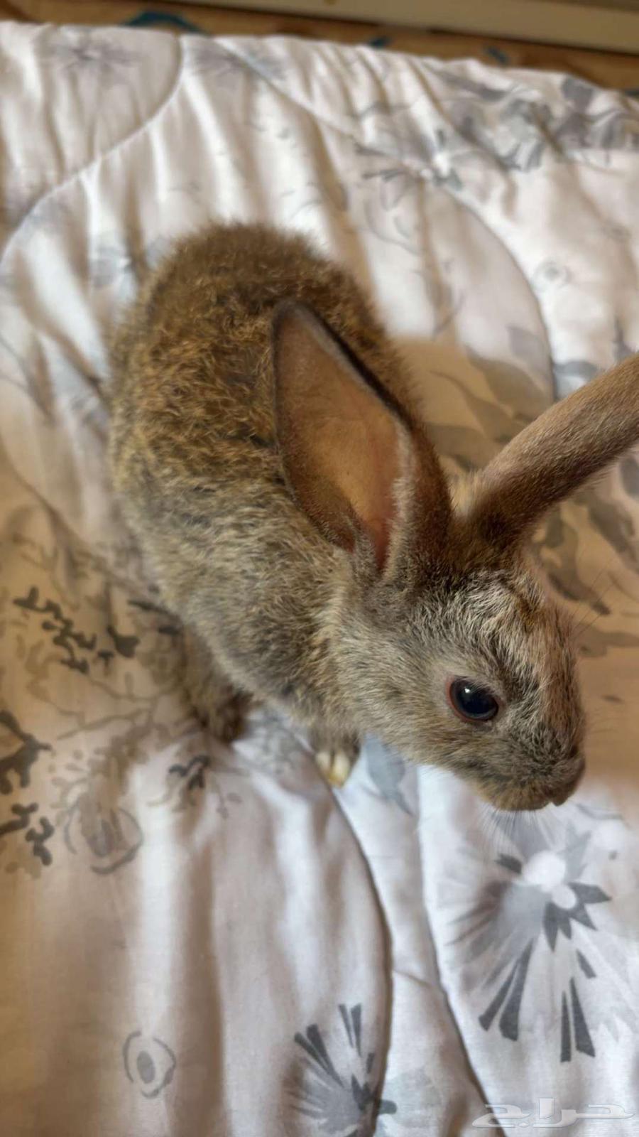 للبيع ارانب العدد 2 مع قفصهم64397061316610110