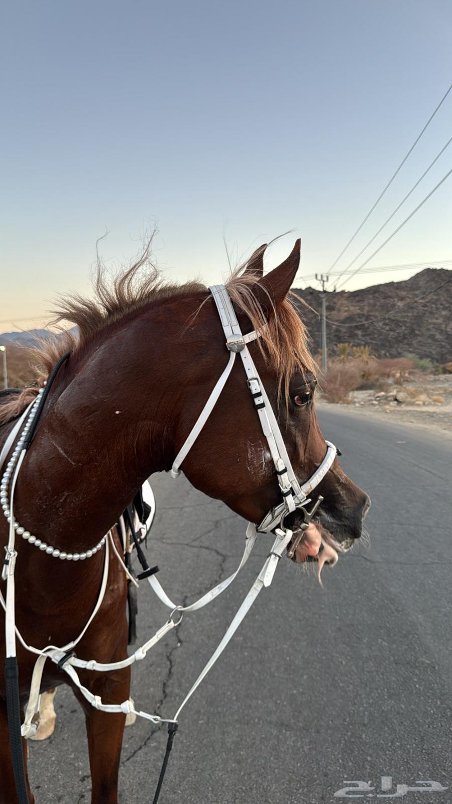 خيل شعبي ينافس الواهو64397381166595110