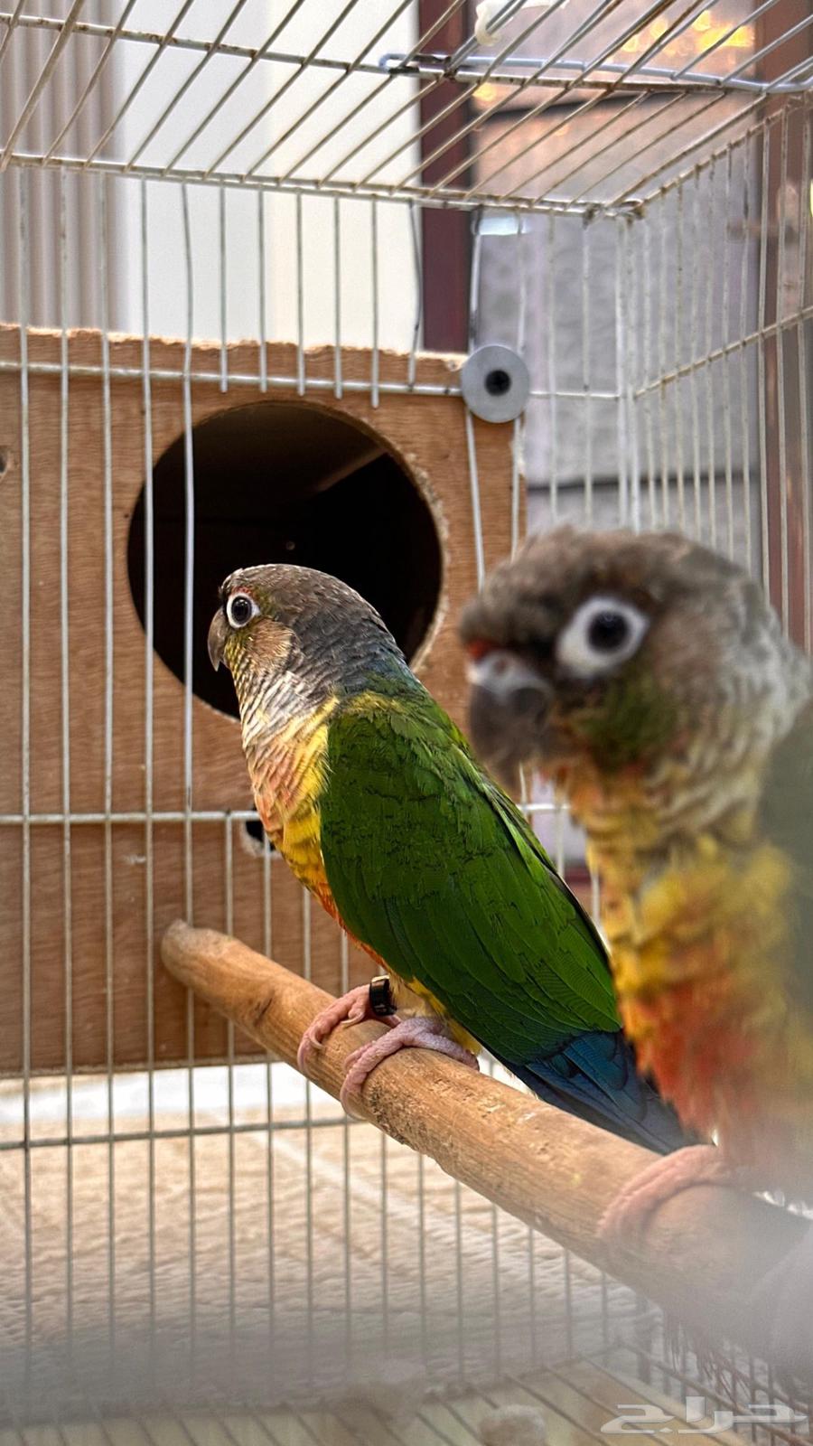 زوج كنيور يلوسايد شرررط64397409290497110