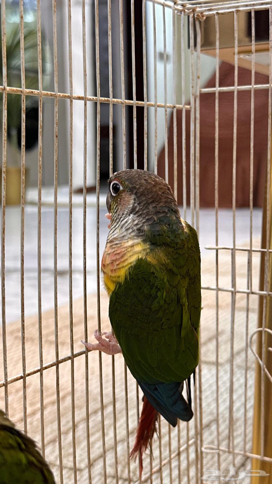 زوج كنيور يلوسايد شرررط64397409290497111