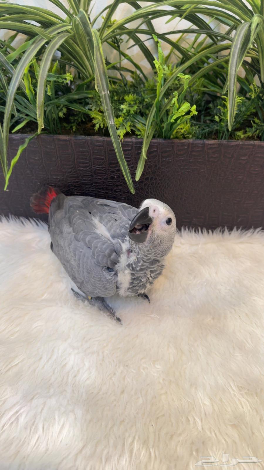 Kasco Chicken, Local Production64398423955202111