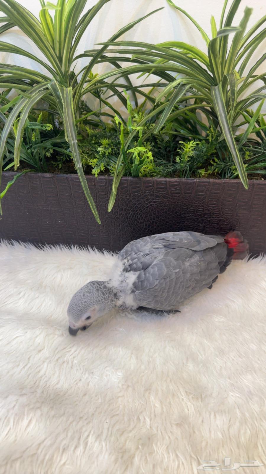 Kasco Chicken, Local Production64398423955202112