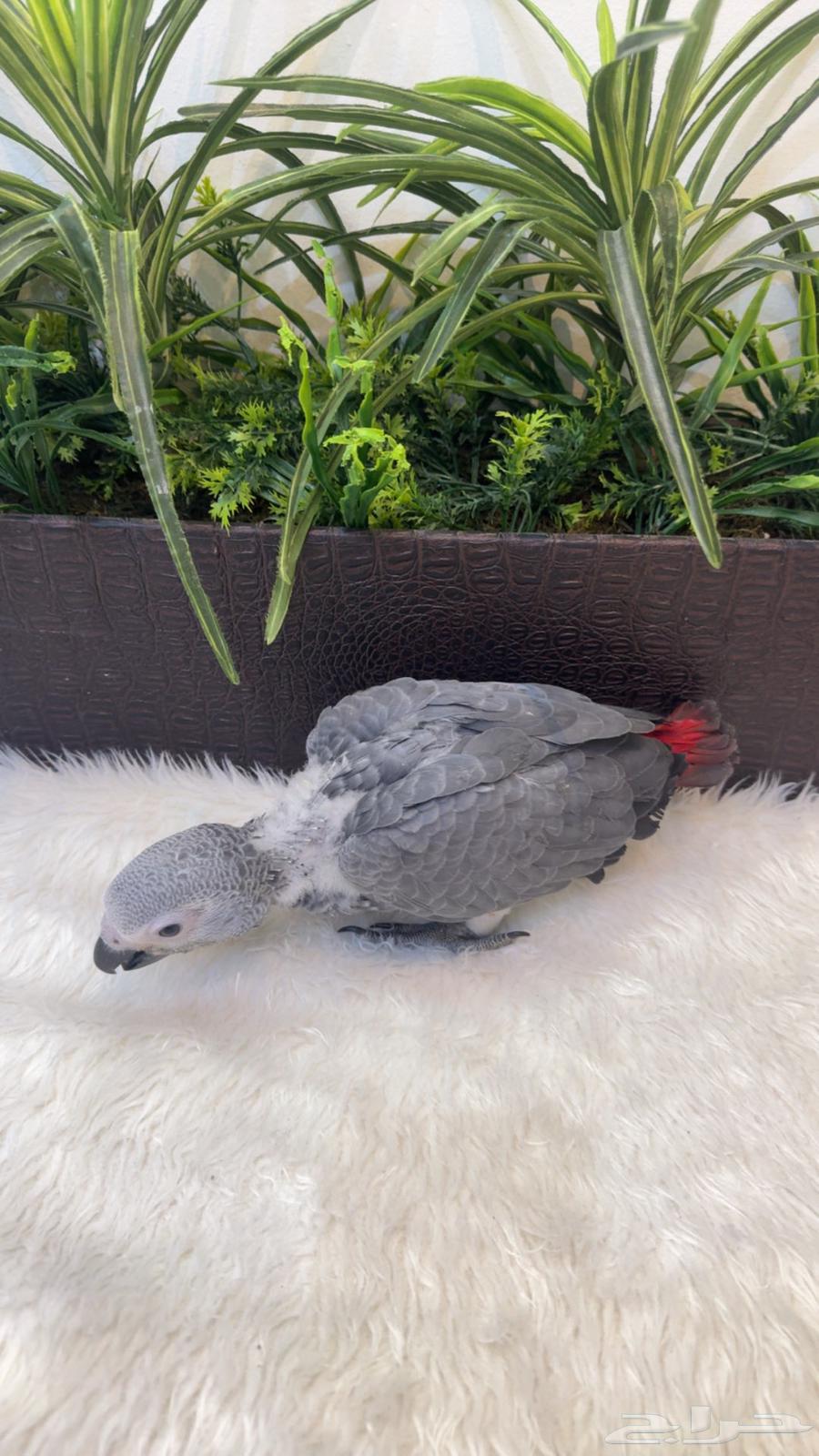 Kasco Chicken, Local Production64398423955202113